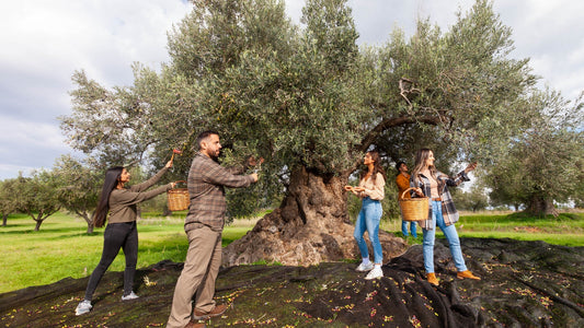 Kasandrinos team and family picking olives in Greece at a large ancient tree.